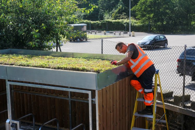 A green plant roof is being installed on a Bike Shelter is being installed by a worker on a ladder, behind is a car park